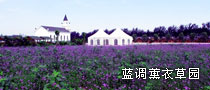蓝调薰衣草园
